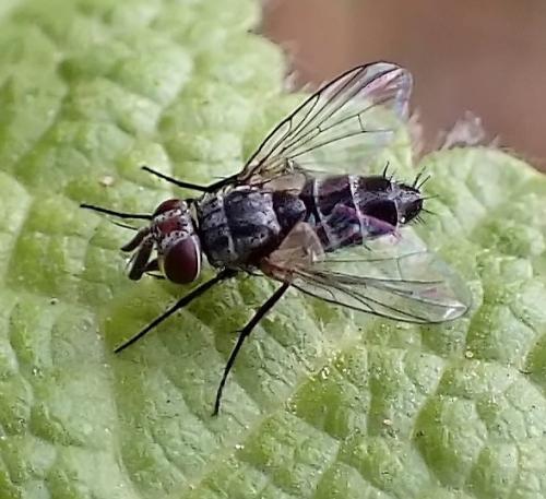 Clausicella suturata